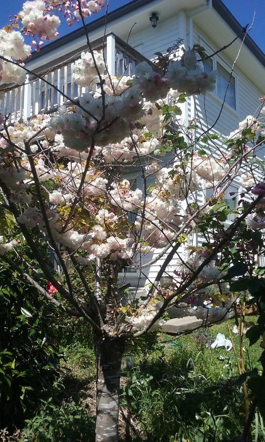 Magnolia Cottage Diamond Harbour Exteriér fotografie